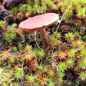 zz agaric (stem; gills not white/cream) at Molonglo Valley, ACT - 16 Jun 2022