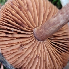 zz agaric (stem; gills not white/cream) at Molonglo Valley, ACT - 16 Jun 2022