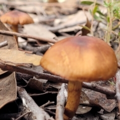 Cortinarius sp. (Cortinarius) at Block 402 - 16 Jun 2022 by trevorpreston