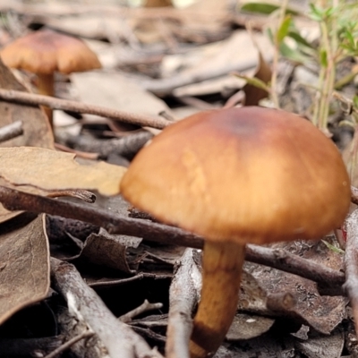 Cortinarius sp. (Cortinarius) at Piney Ridge - 16 Jun 2022 by trevorpreston