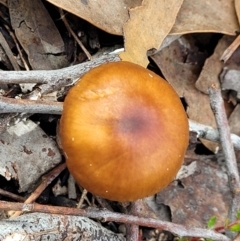 Cortinarius sp. at Stromlo, ACT - 16 Jun 2022 12:38 PM