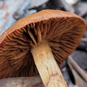 Cortinarius sp. at Stromlo, ACT - 16 Jun 2022