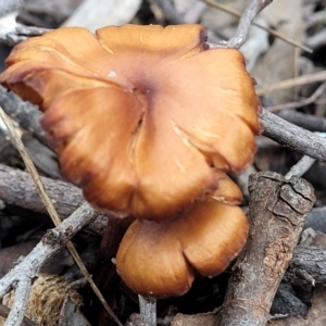 Cortinarius sp. at Stromlo, ACT - 16 Jun 2022