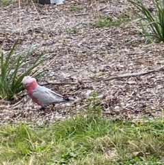 Eolophus roseicapilla (Galah) at Mawson, ACT - 16 Jun 2022 by clec