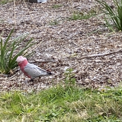 Eolophus roseicapilla (Galah) at Mawson, ACT - 16 Jun 2022 by clec