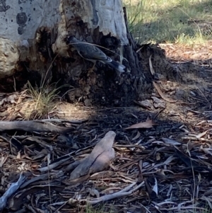 Manorina melanocephala at Mawson, ACT - 11 Mar 2022