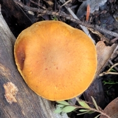 Unidentified Cap on a stem; gills below cap [mushrooms or mushroom-like] (TBC) at Bluetts Block Area - 16 Jun 2022 by trevorpreston