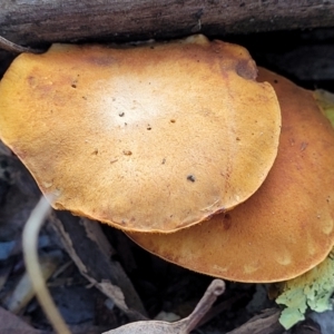 zz agaric (stem; gills not white/cream) at Stromlo, ACT - 16 Jun 2022