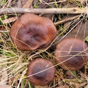 Cortinarius sp. at Stromlo, ACT - 16 Jun 2022