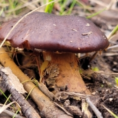 Cortinarius sp. at Stromlo, ACT - 16 Jun 2022