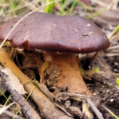 Cortinarius sp. at Stromlo, ACT - 16 Jun 2022