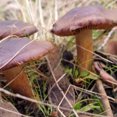 Cortinarius sp. at Stromlo, ACT - 16 Jun 2022