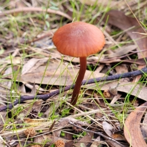 Laccaria sp. at Stromlo, ACT - 16 Jun 2022