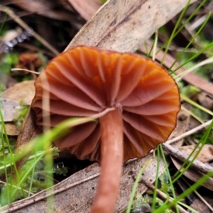 Laccaria sp. at Stromlo, ACT - 16 Jun 2022