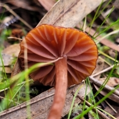 Laccaria sp. at Stromlo, ACT - 16 Jun 2022