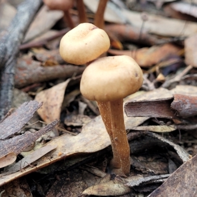 Unidentified Cap on a stem; gills below cap [mushrooms or mushroom-like] at Block 402 - 16 Jun 2022 by trevorpreston