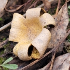 Scleroderma sp. (Scleroderma) at Block 402 - 16 Jun 2022 by trevorpreston