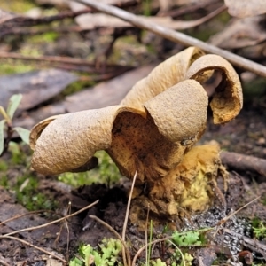 Scleroderma sp. at Stromlo, ACT - 16 Jun 2022