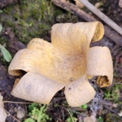 Scleroderma sp. at Stromlo, ACT - 16 Jun 2022