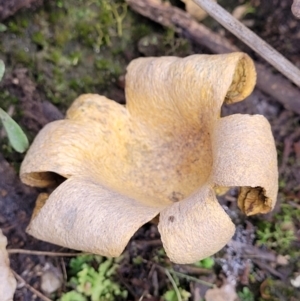 Scleroderma sp. at Stromlo, ACT - 16 Jun 2022