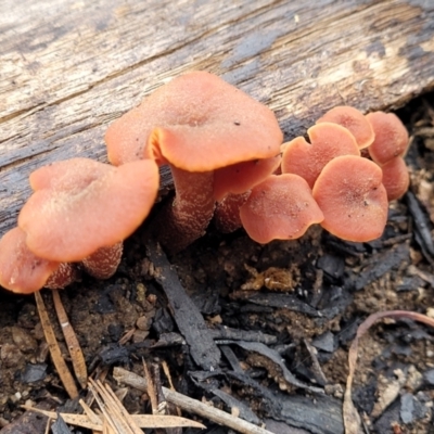 Laccaria sp. (Laccaria) at Block 402 - 16 Jun 2022 by trevorpreston