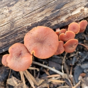 Laccaria sp. at Stromlo, ACT - 16 Jun 2022