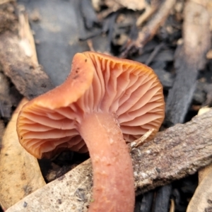 Laccaria sp. at Stromlo, ACT - 16 Jun 2022