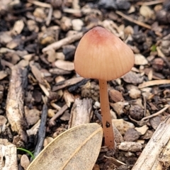 Mycena sp. (genus) (Mycena) at Stromlo, ACT - 16 Jun 2022 by trevorpreston