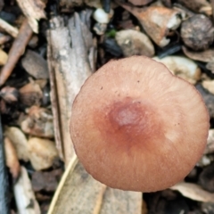 Mycena sp. at Stromlo, ACT - 16 Jun 2022