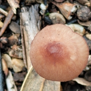 Mycena sp. at Stromlo, ACT - 16 Jun 2022