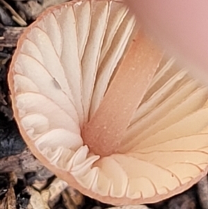 Mycena sp. at Stromlo, ACT - 16 Jun 2022