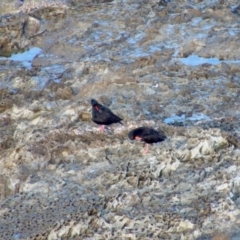 Haematopus fuliginosus (Sooty Oystercatcher) at Guerilla Bay, NSW - 16 Jun 2022 by LisaH