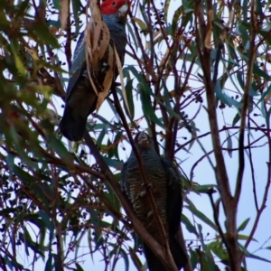 Callocephalon fimbriatum at Moruya, NSW - 16 Jun 2022