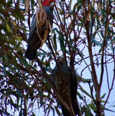 Callocephalon fimbriatum (Gang-gang Cockatoo) at Broulee Moruya Nature Observation Area - 16 Jun 2022 by LisaH