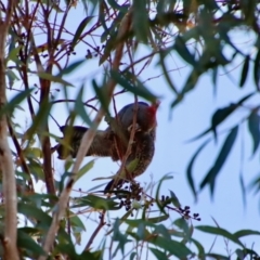 Callocephalon fimbriatum at Moruya, NSW - 16 Jun 2022