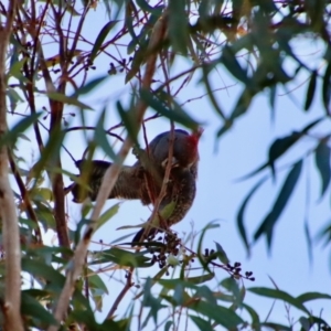 Callocephalon fimbriatum at Moruya, NSW - 16 Jun 2022