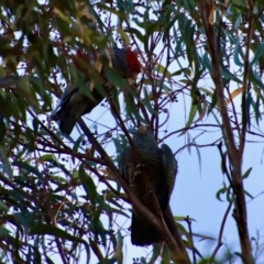 Callocephalon fimbriatum at Moruya, NSW - 16 Jun 2022