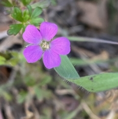 Geranium solanderi (Native Geranium) at Jerrabomberra, NSW - 16 Jun 2022 by Steve_Bok