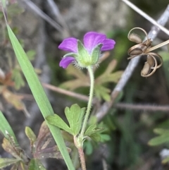 Geranium solanderi at Jerrabomberra, NSW - 16 Jun 2022 04:15 PM