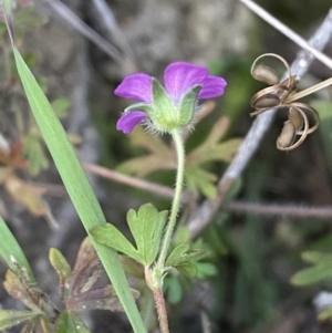 Geranium solanderi at Jerrabomberra, NSW - 16 Jun 2022