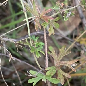 Geranium solanderi at Jerrabomberra, NSW - 16 Jun 2022