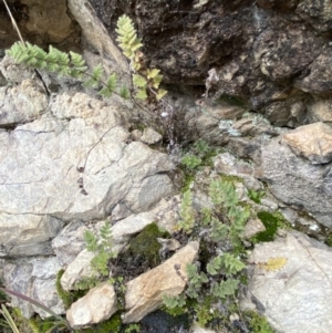 Cheilanthes distans at Jerrabomberra, NSW - 16 Jun 2022 04:09 PM