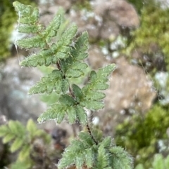 Cheilanthes distans at Jerrabomberra, NSW - 16 Jun 2022 04:09 PM