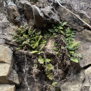 Asplenium subglandulosum at Jerrabomberra, NSW - 16 Jun 2022 04:07 PM