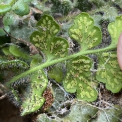 Asplenium subglandulosum at Jerrabomberra, NSW - 16 Jun 2022 04:07 PM