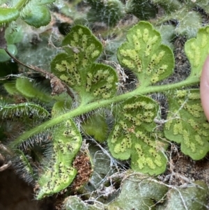 Asplenium subglandulosum at Jerrabomberra, NSW - 16 Jun 2022 04:07 PM