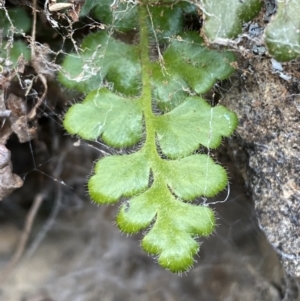 Asplenium subglandulosum at Jerrabomberra, NSW - 16 Jun 2022 04:07 PM