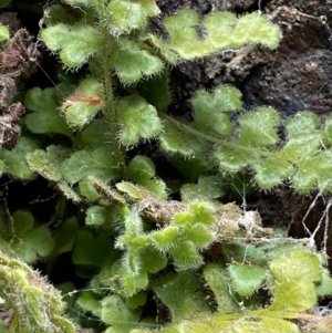 Asplenium subglandulosum at Jerrabomberra, NSW - 16 Jun 2022 04:07 PM