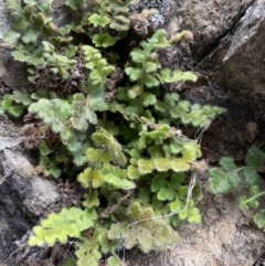 Asplenium subglandulosum at Jerrabomberra, NSW - 16 Jun 2022 04:07 PM