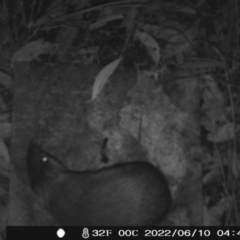 Perameles nasuta (Long-nosed Bandicoot) at Booth, ACT - 9 Jun 2022 by heatherb1997